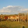 Boma at Ol Pejeta Conservancy, 2011.jpg